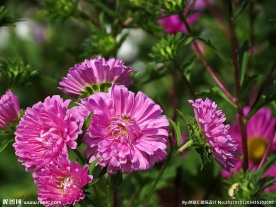 漂亮的翠菊