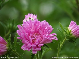 粉色翠菊