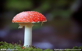 毒蘑菇
