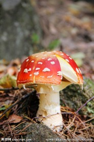 红色的毒蘑菇