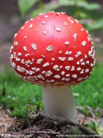 红蘑菇