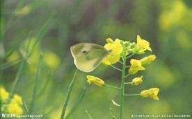 蝴蝶菜园采花