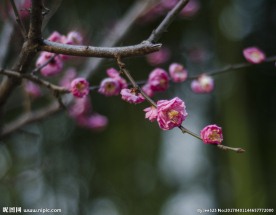 红梅