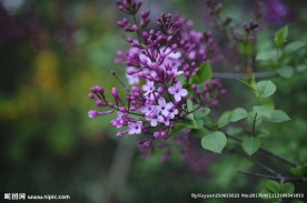 紫色丁香花