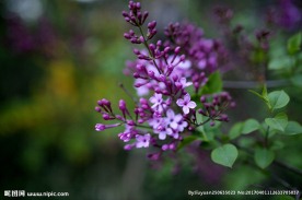 紫色丁香花