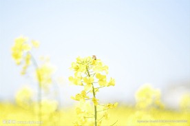 摄影油菜花