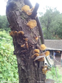 野生木耳
