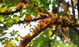 火烧花