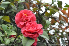 两朵茶花