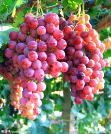 葡萄