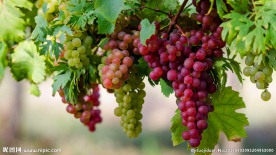 葡萄