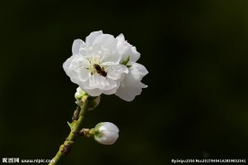 碧桃花