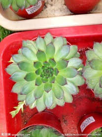 绿色 多肉植物