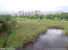 城市森林