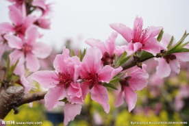 水蜜桃花图片