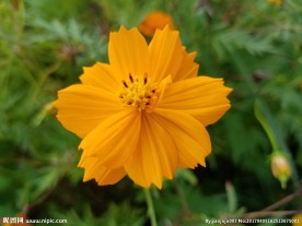 橙色小花