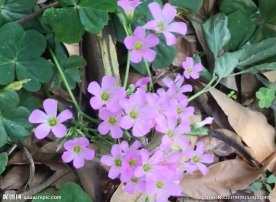 幸运草花