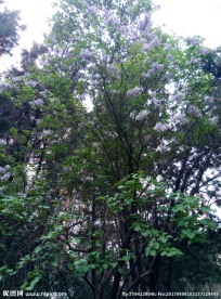 花 树枝 小花 春色
