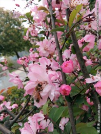 蜂与花