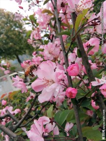 蜂与花