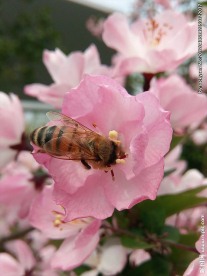 蜜蜂与花