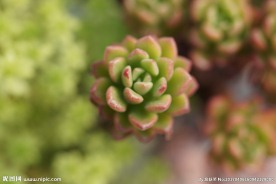 高清多肉植物 电脑背景