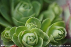 绿色桌面背景 绿色植物