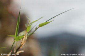 枯树逢春 新生竹叶