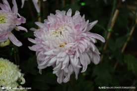粉色菊花