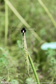 黑蜻蜓