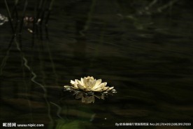 睡莲