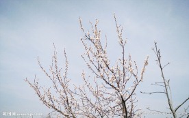 白桃花