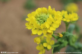 油菜花