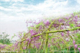 紫藤花