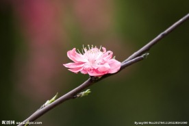 红色桃花 桃枝