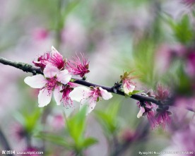 粉色桃花