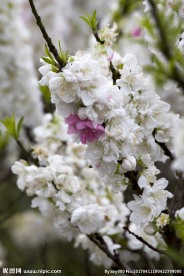 白色桃花