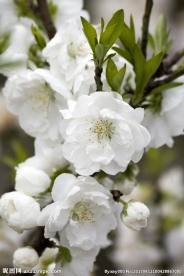 白色桃花