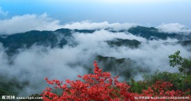 山花烂漫