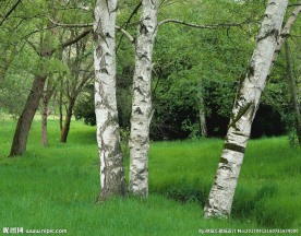 白桦树