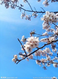 白樱花