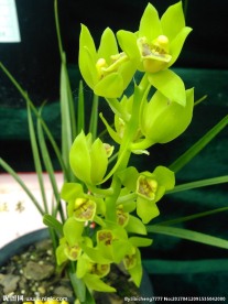 兰草花