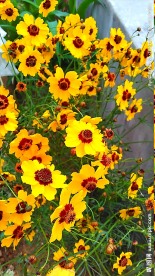 蛇目菊