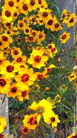 蛇目菊