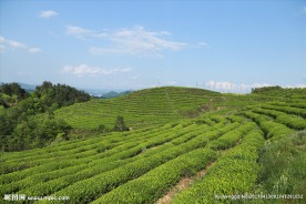 美丽的茶海