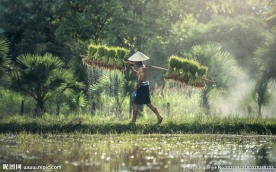 农田与农夫