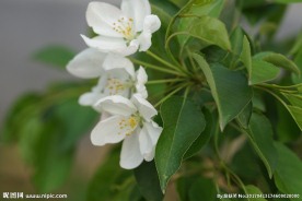 高清春海棠特写