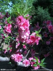 碧桃花