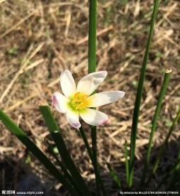 野生小花