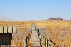 独桥荒野感的草地